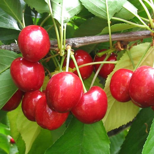 Cerezo Lapins CT.42  ITALIA