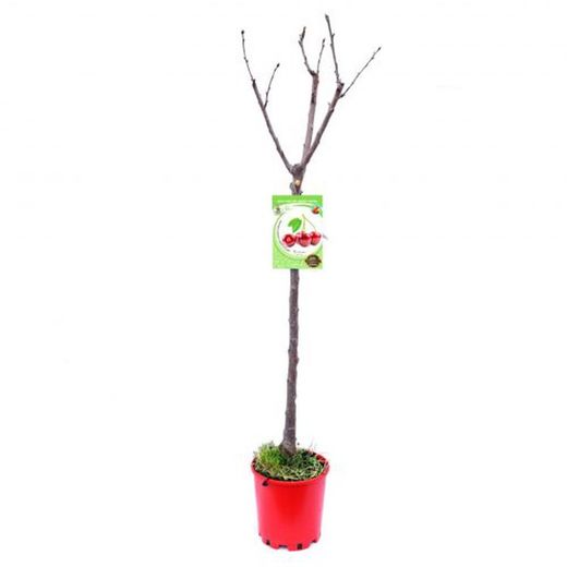 Cerezo Lapins Prunus Cerasus 6/8 C-25