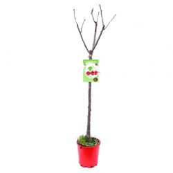 CEREZO LAPINS Prunus cerasus 6/8 C-25