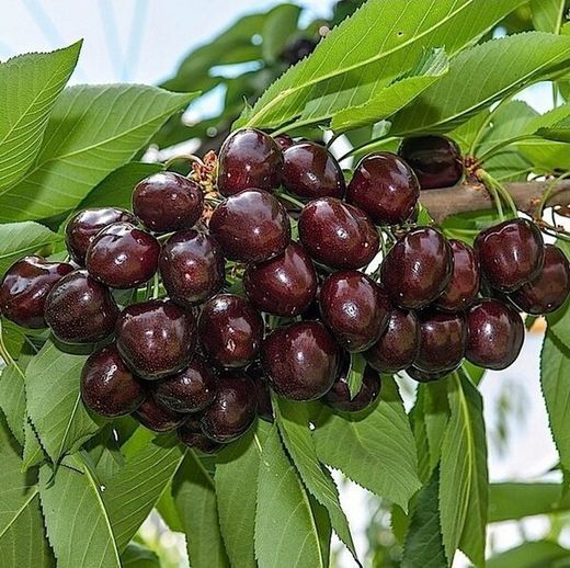 Cerezo Mora Di Cazzano C-24  ITALIA