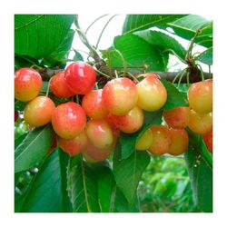 CEREZO NAPOLEON Prunus cerasus 4/6 C-19