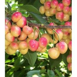 CEREZO NAPOLEON Prunus cerasus 6/8 C-25