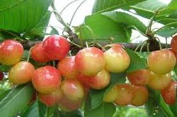 CEREZO NAPOLEON Prunus cerasus 6/8 C-25