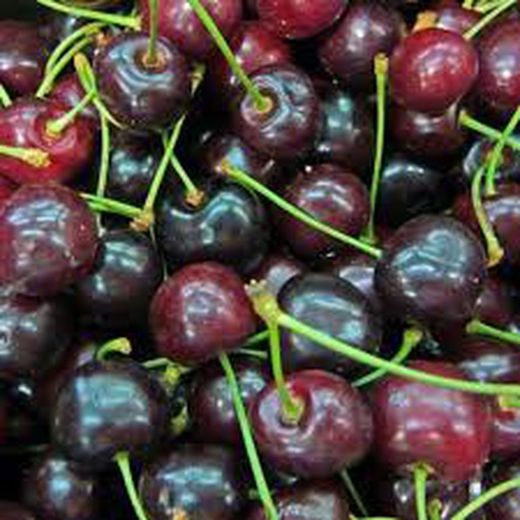 CEREZO PICOTA Prunus cerasus  4/6 C-19