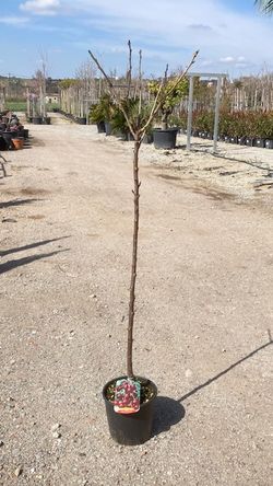 CEREZO Prunus avium Burlat 6/8 C-24 ITALIA
