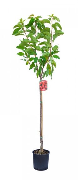 CEREZO Prunus avium GRACE STAR 6/8 C-24 ITALIA