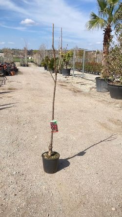 CEREZO Prunus avium SAMBA   6/8 C-24  ITALIA