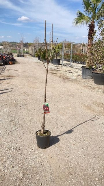 CEREZO Prunus avium SAMBA   6/8 C-24  ITALIA
