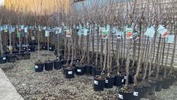 CEREZO Prunus avium SAMBA   6/8 C-24  ITALIA