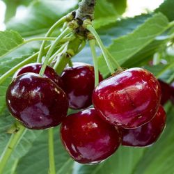 CEREZO RAINER Prunus cerasus 6/8 C-25