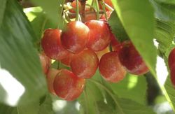CEREZO RAINIER Prunus cerasus  4/6 C-19