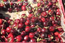 CEREZO RAINIER Prunus cerasus  4/6 C-19