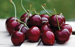 CEREZO REVENCHON Prunus cerasus  4/6 C-19