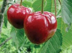 CEREZO REVERCHON Prunus cerasus 6/8 C-25
