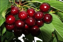 CEREZO SUMBURST Prunus cerasus 6/8 C-25