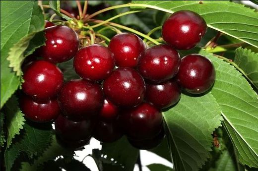 CEREZO SUMBURST Prunus cerasus 6/8 C-25