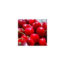 CEREZO SUMMIT Prunus cerasus 6/8 C-25