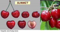 CEREZO SUMMIT Prunus cerasus 6/8 C-25