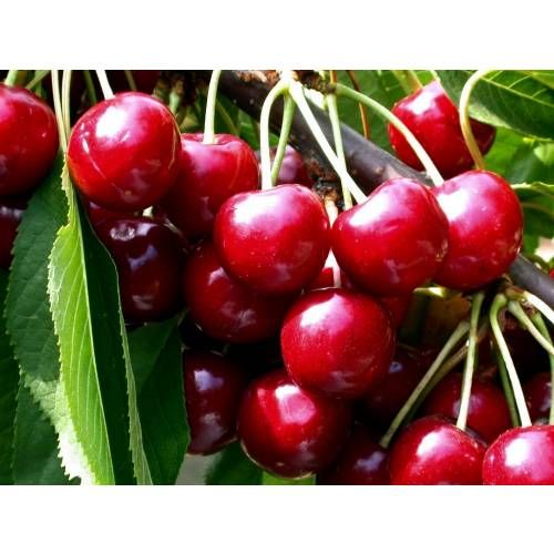 CEREZO SUMMIT Prunus cerasus  6/8 C-25