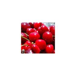 CEREZO SUMMIT Prunus cerasus 6/8 C-25