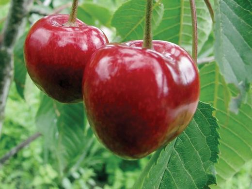 CEREZO VAN Prunus cerasus 6/8 C-25