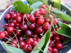CEREZO VAN Prunus cerasus 6/8 C-25