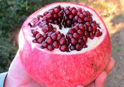 Granado Wonderfull  Punica granatum 6/8 C-25