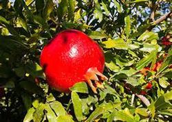 Granado Wonderfull  Punica granatum 6/8 C-25