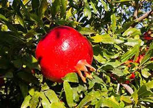 Granado Wonderfull  Punica granatum 6/8 C-25