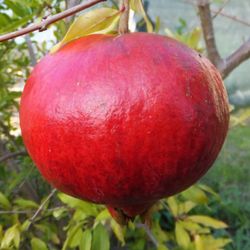 Granado Wonderfull  Punica granatum 6/8 C-25