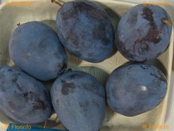 Ciruela Grossa Di Felisio (Quetsche) C-24 ITALIA