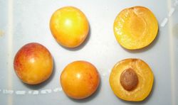 Ciruela Mirabelle De Nancy C-24 ITALIA