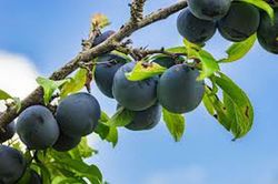 CIRUELO BLACK AMBER Prunus domestica 4/6 C-19