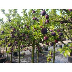 Ciruelo Black Gold CT.42  ITALIA