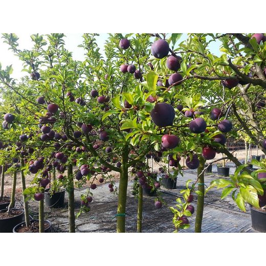 Ciruelo Black Gold CT.42  ITALIA