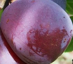 CIRUELO CIRUELO METLEY Prunus domestica 4/6 C-19