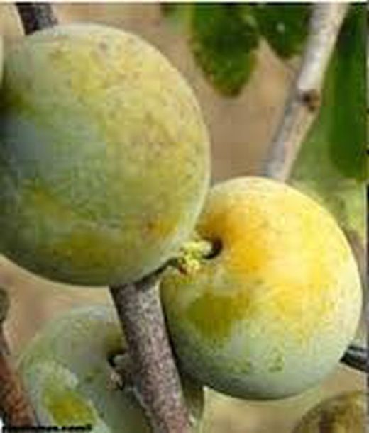 CIRUELO CLAUDIA OULLINS Prunus domestica 4/6 C-19