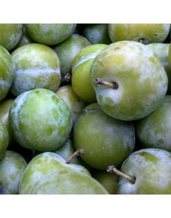 CIRUELO CLAUDIA VERDE Prunus domestica 4/6 C-19