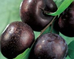 Ciruelo Finales de Septiembre Negro C-24 ITALIA