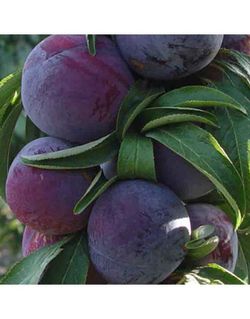 CIRUELO FRIAR Prunus domestica 4/6 C-19