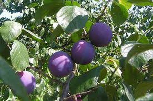 CIRUELO FRIAR Prunus domestica 4/6 C-19