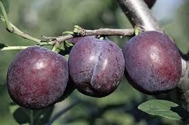 CIRUELO FRIAR Prunus domestica 4/6 C-19