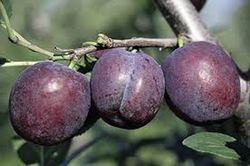 CIRUELO FRIAR Prunus domestica 6/8 C-25
