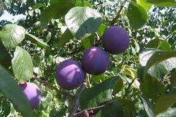 CIRUELO FRIAR Prunus domestica 6/8 C-25