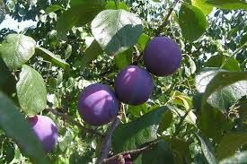 CIRUELO FRIAR Prunus domestica 6/8 C-25