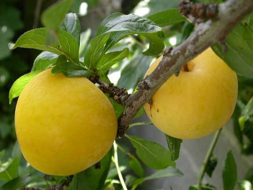 CIRUELO GOLDEN JAPAN Prunus domestica 4/6 C-19