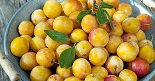 CIRUELO MIRABELLE DE NANCY Prunus domestica 4/6 C-19
