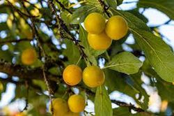 CIRUELO MIRABELLE DE NANSY Prunus domestica 6/8 C-25