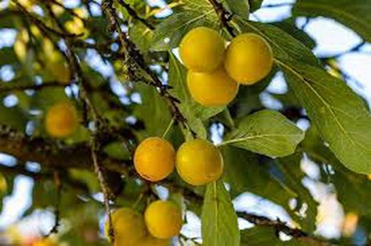 CIRUELO MIRABELLE DE NANSY Prunus domestica 6/8 C-25