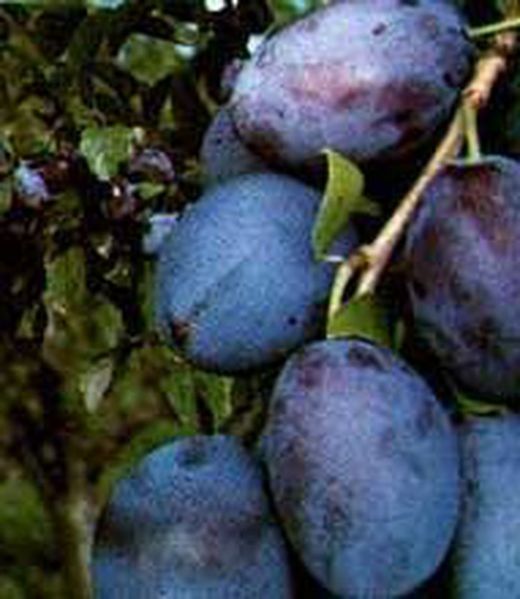 CIRUELO MONSTRUOSA INGLATERRA Prunus domestica 4/6 C-19